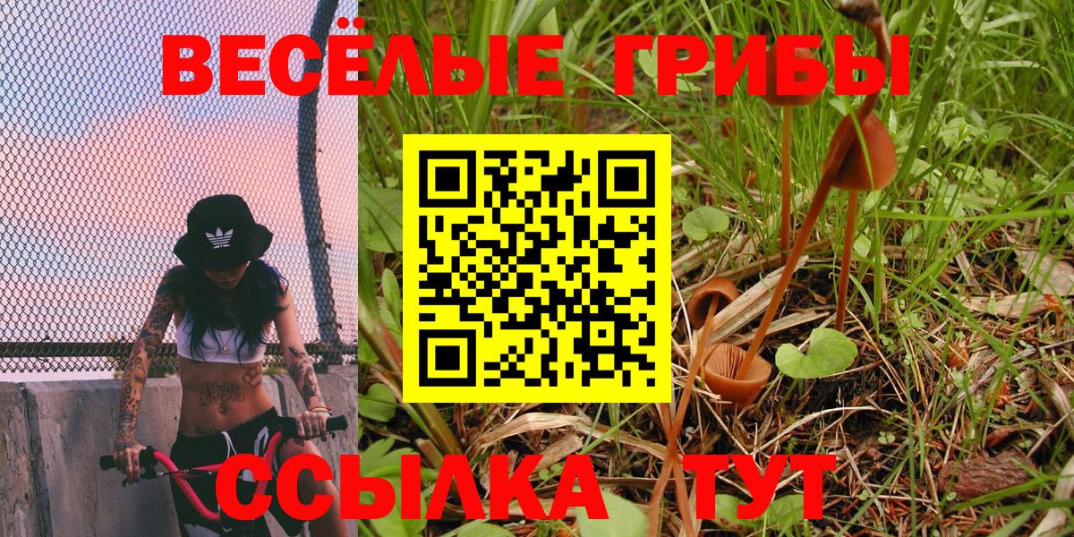 Псилоцибиновые грибы мицелий Саранск